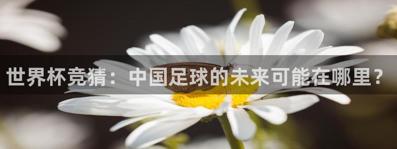 世界杯竞猜：中国足球的未来可能在哪里？