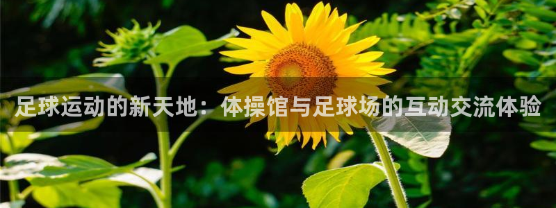 足球运动的新天地：体操馆与足球场的互动交流体验